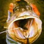 Swallowed it