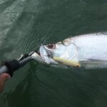 Tarpon on topwater plug