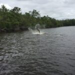 Tarpon going nuts